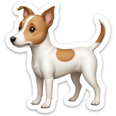 a full body white jack russel looking dog the size of a kelpie with light brown ears and a light brown patch on one eye, flopped down ears and a large snout sticker