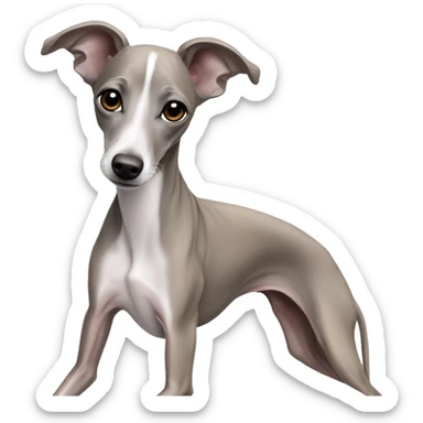 Dog Italian greyhound Isabel color sticker