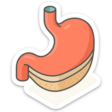 stomach, 2D isometric style, minimalist background, soft shadows and highlights, transparent background, focus on internal structure layers of stomach wall sticker