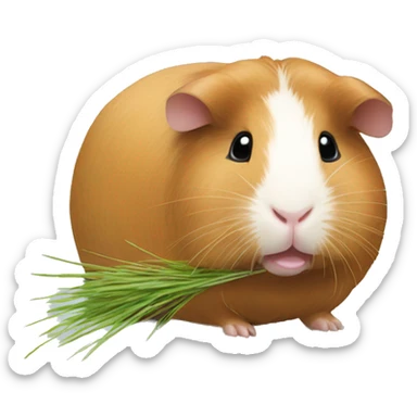 Guineapig eating  a strand of long grass hay  sticker