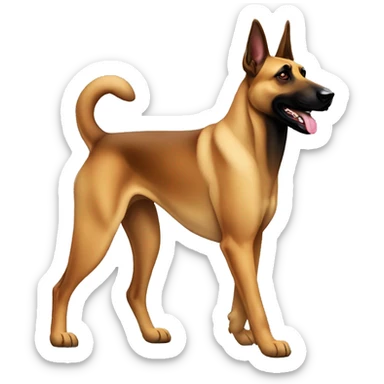 malinois dog marche, walking, marche comme un humain sticker