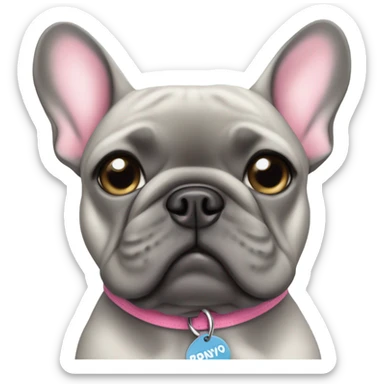Grey girl French bulldog with pink collar and the name ponyo on the name tag sticker