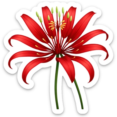 Red spider Lily flower sticker