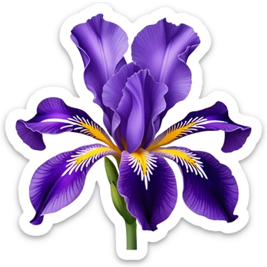 Croatian iris flower sticker
