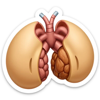 anatomically correct testicles sticker