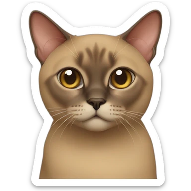 Burmese cat sticker