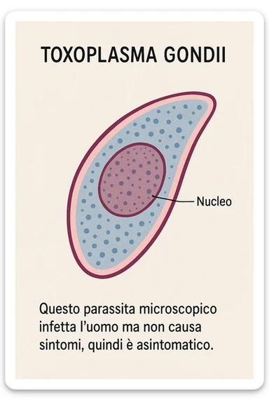 Toxoplasma gondii, infetta uomo ma non ha sintomi ed è asintomatico, tutto in italiano scritto sticker