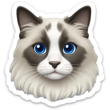 Blue point ragdoll with flat coat sticker
