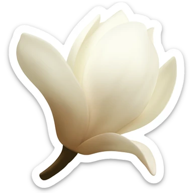 magnolia-flower-with-soft-white-and-light-beige-petals-on-a-plain-white-background,-no-extra-details sticker