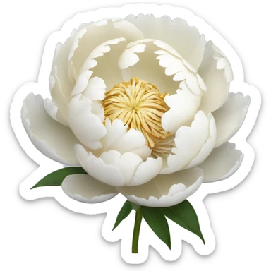 creamy white peony flower in bloom sticker