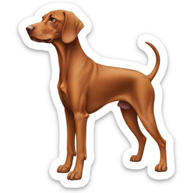 Vizsla dog. Standing. Side view. Looking forward. Old.  sticker