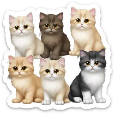 Group of Persian kittens, some bicolor and some golden sticker