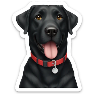 TWO happy adult BLACK labradors. one with a red collar and the other has a blue collar sticker