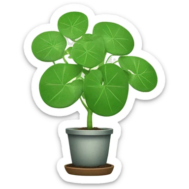 Chinese Money plant sticker