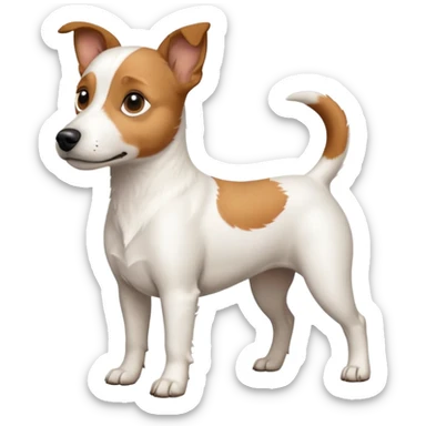 a full body white jack russel looking dog the size of a kelpie with light brown ears and a light brown patch on one eye and a large snout sticker