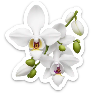 Orchid white  sticker