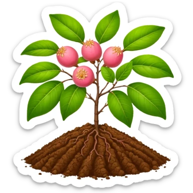 guava plant with ground sticker