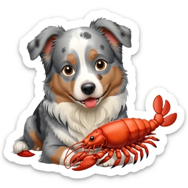 blue merle australian shepherd dog eating a lobster sticker