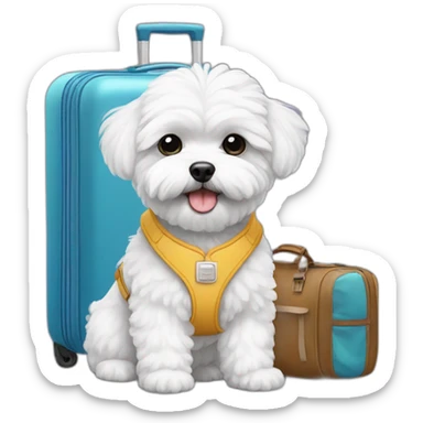 white maltipoo with Hawaiian luggage sticker