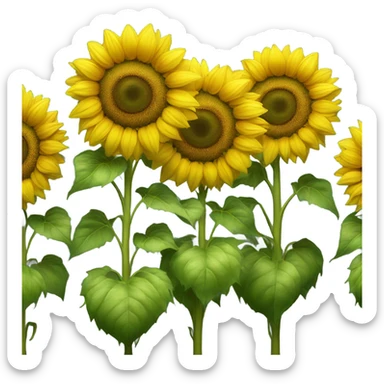 Sunflower on a row like a choir sticker