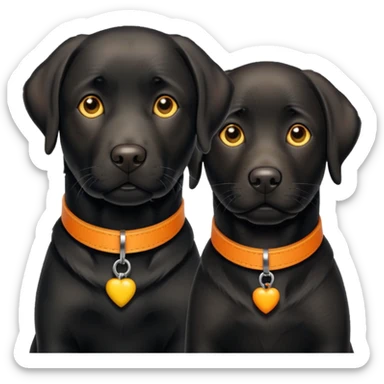 2 black labrador, adult, one has a yellow and the other an orange collar sticker