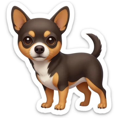 Chihuahua marron noir et blanc au ventre sticker