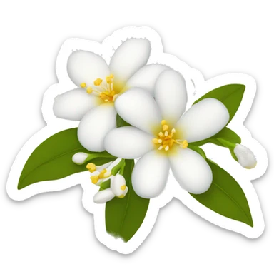 Jasmine flowers with white petal and yellow center with stamen sticker