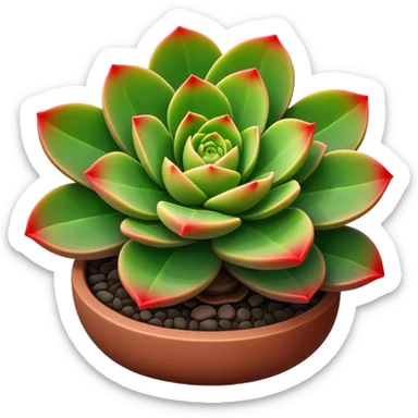 Crassula Ovata Golum sticker