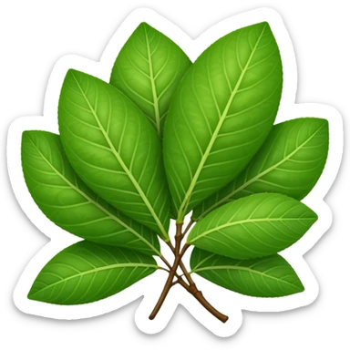 Guava leaves from the guava plant sticker