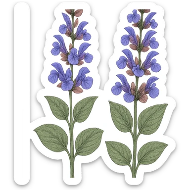 two stems of clary sage with bluey purple flowers, no plant pots, botanical, isolated, clear details sticker