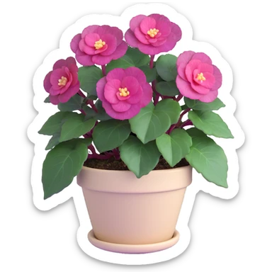 Begonia Rex with dark green leaves, purple edges, white spots in the middle, and distinct spiral centers where each leaf grows from, in a beige pot sticker