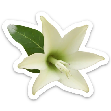 Datura sticker