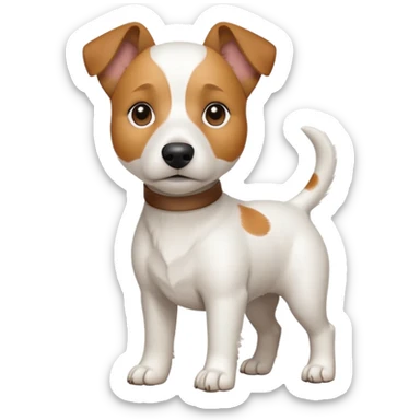 a full body white jack russel looking dog the size of a kelpie with light brown ears and a light brown patch on one eye, flopped down ears and a large snout sticker