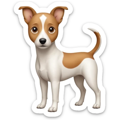 a full body white jack russel looking dog the size of a kelpie with light brown ears and a light brown patch on one eye and a large snout sticker
