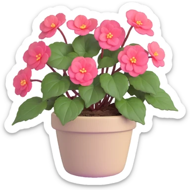 Begonia Rex with greenish-purple spiral center leaves in a beige pot sticker