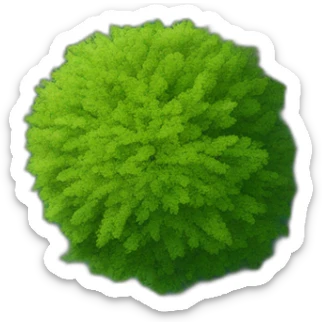 Tree as seen from the sky, looked down from the top, simplified and photorrealistic sticker