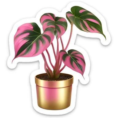 Philodendron pink princess in gold pot sticker