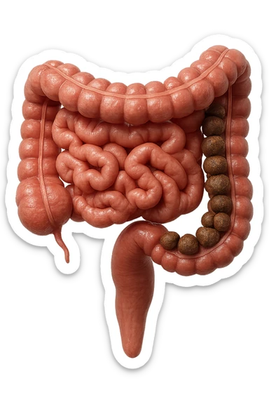 intestino umano anatomico con feci a palline bloccate nel colon, stipsi, iperrealistico 4k sticker