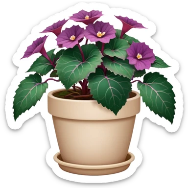 Begonia Rex with dark green leaves, purple edges, white spots in the middle, and prominent spiral centers where leaves grow from, in a beige pot sticker