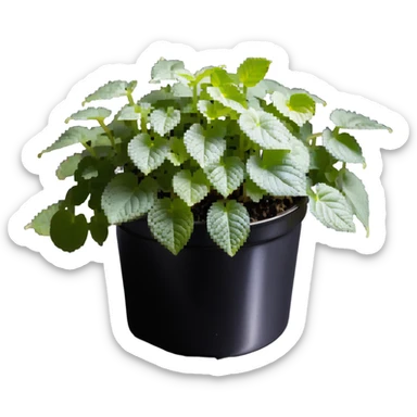 8-bit pixel art of small Plectranthus Verticillatus sprouts with round circular leaves in a shiny metallic planter sticker