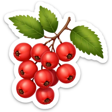 rowan/mountain ash berries, simple sticker