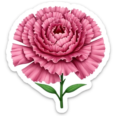 Carnation flower sticker