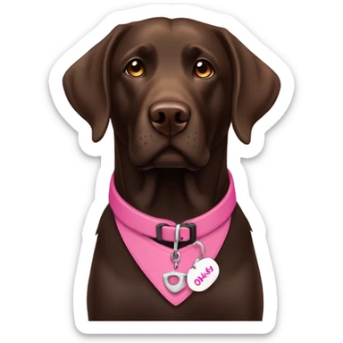 Dark brown labrador with pink collar and name tag that says Oakley sticker