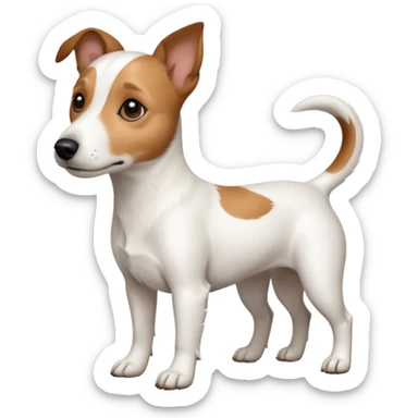 a full body white jack russel looking dog the size of a kelpie with light brown ears and a light brown patch on one eye, flopped down ears and a large snout sticker