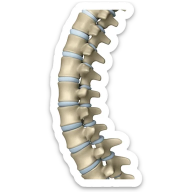 columna vertebral sticker