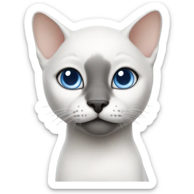 bald cat with fine undercoat, large blue eyes, gray color, black nose and one part of the muzzle is white, white paws, small sticker