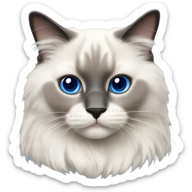 blue point ragdoll cat  sticker