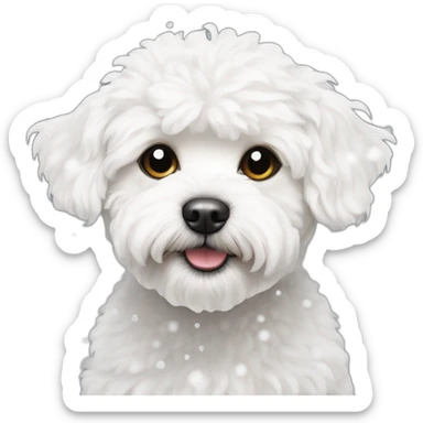white maltipoo in the winter, having snow on the nose sticker