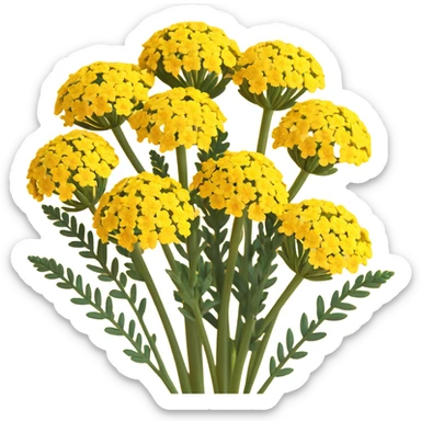 yellow yarrow flowers, 3D iOS style illustration, realistic lighting, soft shadows, smooth textures, vibrant colors, modern Apple-like look sticker
