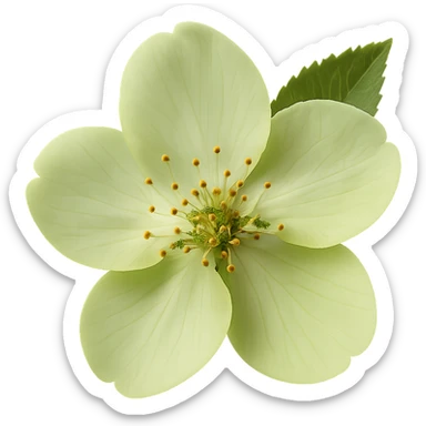 show  one green cherry blossom, remove background sticker